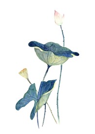 手绘莲花PNG图片 设计素材