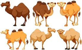 骆驼