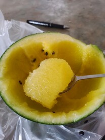黄囊西瓜