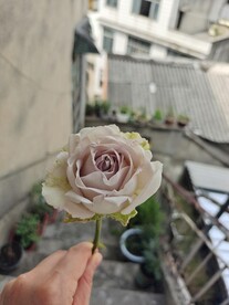 白色月季 白玫瑰