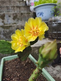 仙人掌花 黄色花