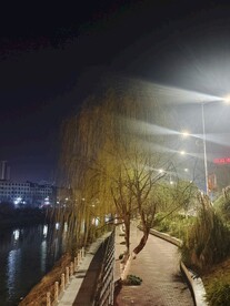 柳树灯光