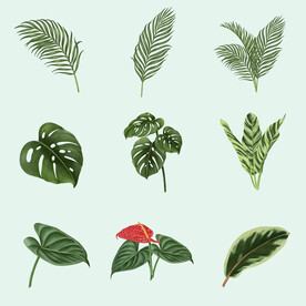 热带雨林植物大叶子绿叶树叶