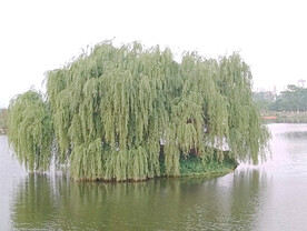 柳树