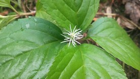 丝穗金粟兰开花图片