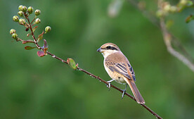 伯劳鸟图