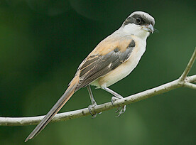 伯劳鸟图004.jpg 格式：