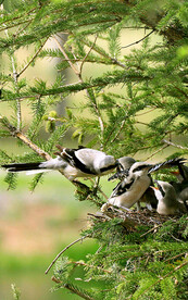 戴胜伯劳太阳鸟