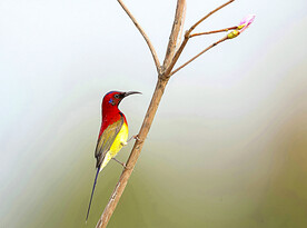 动物 飞禽 飞鸟 太阳鸟 小凤