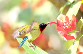 动物 飞禽 飞鸟  太阳鸟  