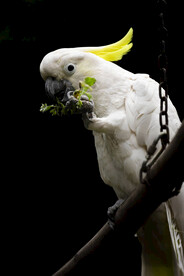 白色的鹦鹉