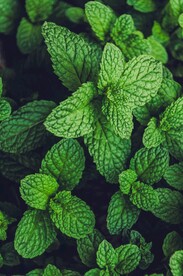 绿色小清新背景