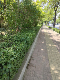 小区绿化