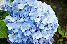 植物 花木 绣球花 八仙花 紫