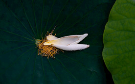 小荷才露尖尖角