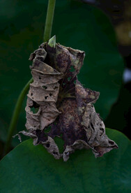 枯萎的荷叶