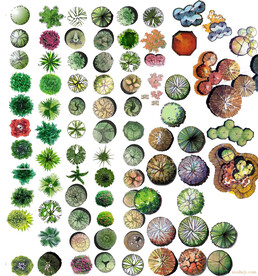 景观植物彩平图