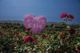 花星球 九龙湾花都  绣球 