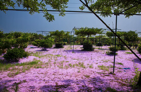 花星球  九龙湾花都