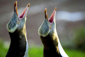 嗷嗷待哺的企鹅