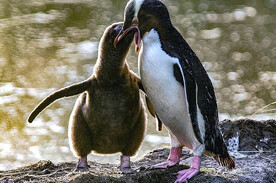 南极企鹅