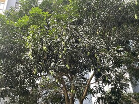 芒果树