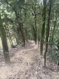 林间小道