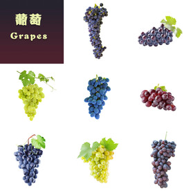 葡萄
