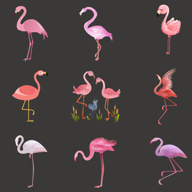 红色艳丽火烈鸟插画