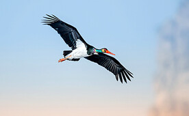 火烈鸟鹈鹕黒鹳