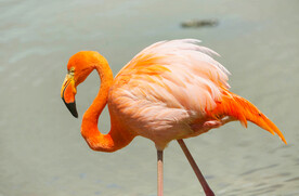 火烈鸟图