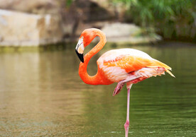火烈鸟图