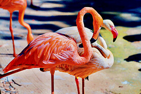 火烈鸟图