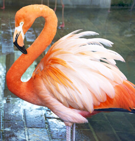 火烈鸟图