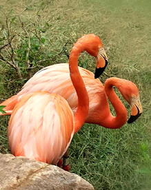 火烈鸟图
