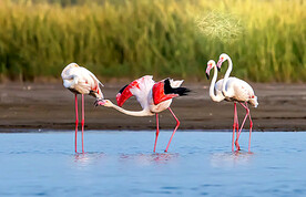 火烈鸟图