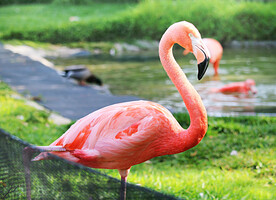 火烈鸟图