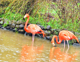 火烈鸟图