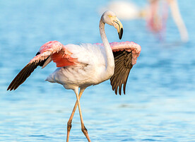 火烈鸟图