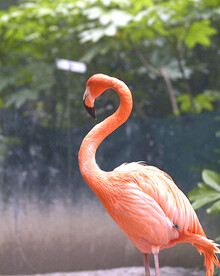 火烈鸟图
