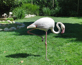 火烈鸟图