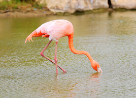 火烈鸟图