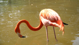 火烈鸟图