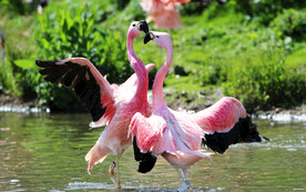 火烈鸟图