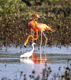 火烈鸟图