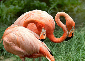 火烈鸟图