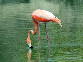 火烈鸟图