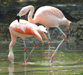 火烈鸟图