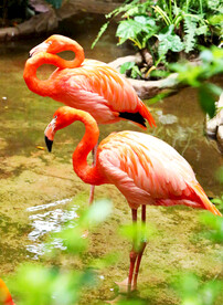 火烈鸟图