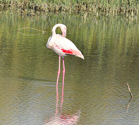 火烈鸟图